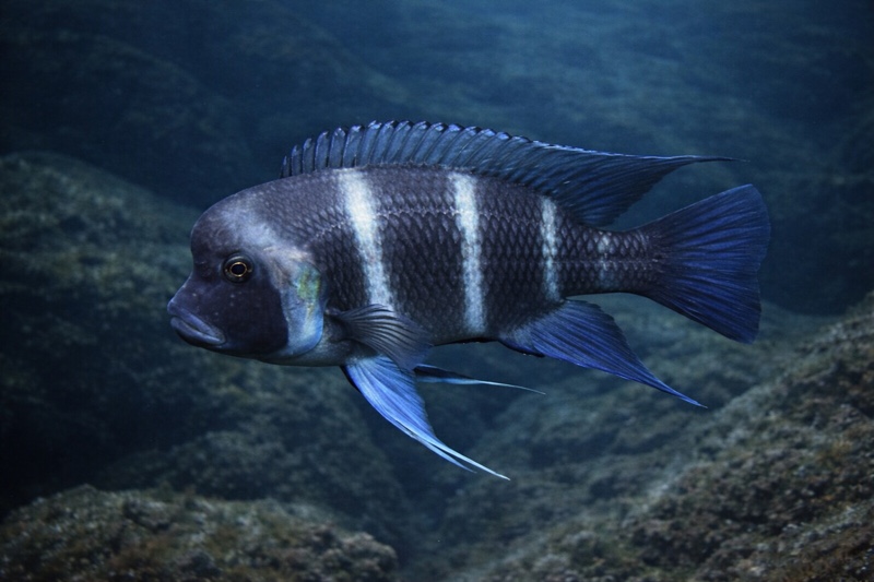 Cyphotilapia gibberosa 'Karema'